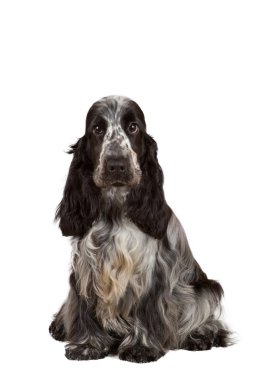 İngiliz cocker spaniel izole portresi