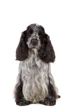 İngiliz cocker spaniel izole portresi