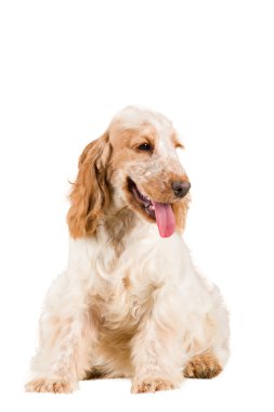 İngiliz cocker spaniel izole portresi