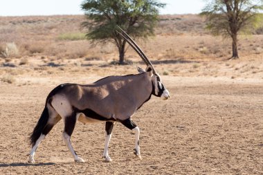 Gemsbok, Oryx gazella