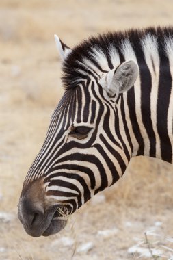 Zebra portrait. Burchell's zebra, Equus quagga burchellii. clipart