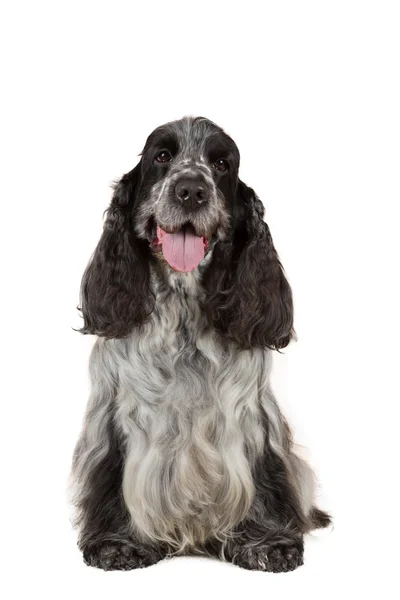 Retrato isolado de inglês cocker spaniel — Fotografia de Stock