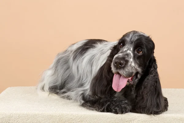 Retrato de Inglês Cocker Spaniel — Fotografia de Stock