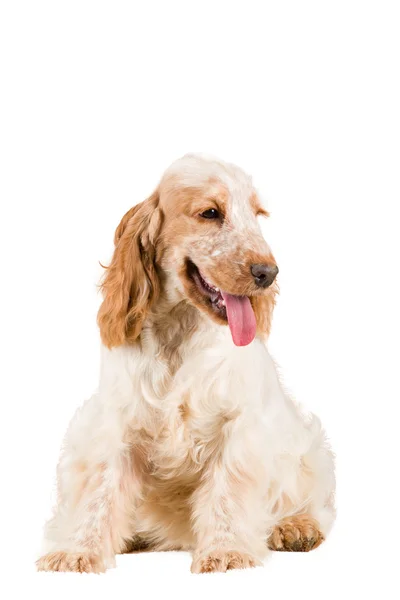 Retrato isolado de inglês cocker spaniel — Fotografia de Stock