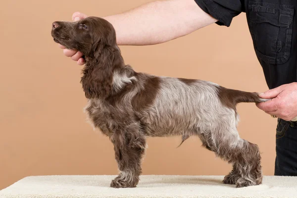 Exhibition training of english cocker spaniel — Stock Photo, Image