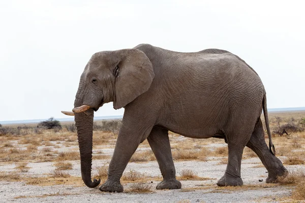 Elefantes africanos grandes en el parque nacional de Etosha — Foto de Stock