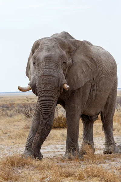 Velké africké slony na národní park Etosha — Stock fotografie