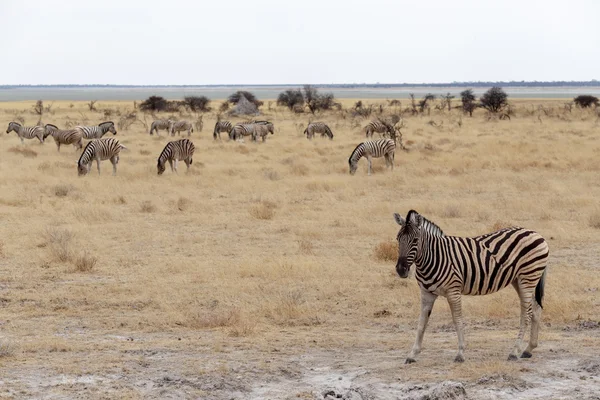 Zebra em arbusto africano — Fotografia de Stock