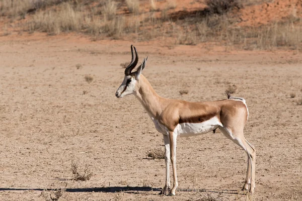 Antilopa skákavá Antidorcas marsupialis v Kgalagadi — Stock fotografie
