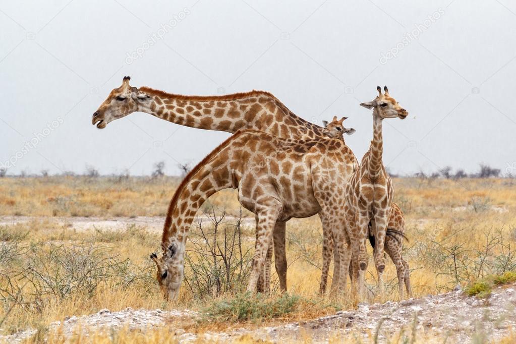 adult female giraffe with calf grazzing