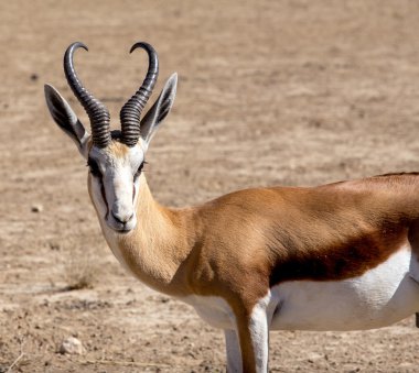 Springbok Antidorcas marsupialis portresi