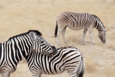 Bayağı zebra yavru, Equus quagga burchellii ile.