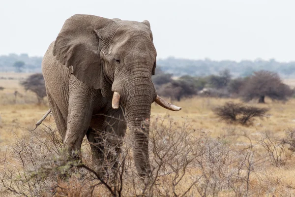 Grands éléphants africains sur le parc national d'Etosha — Photo