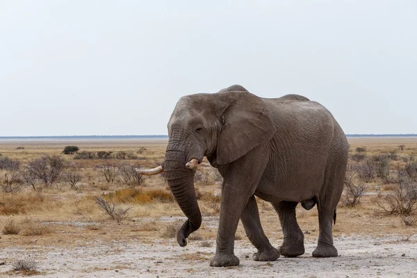 Grands éléphants africains sur le parc national d'Etosha — Photo
