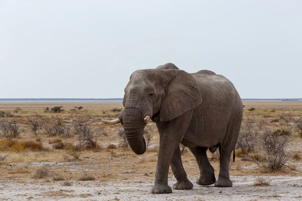 Μεγάλο αφρικανικοί ελέφαντες στο Εθνικό Πάρκο Etosha — Φωτογραφία Αρχείου