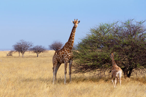 Adult female giraffe with calf grazzing on tree in Etosha national Park, Ombika, Kunene, Namibia, true wildlife photography