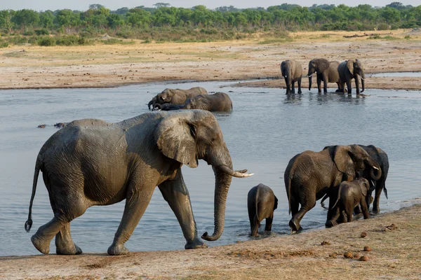 Manada de elefantes africanos a beber num buraco de água lamacento — Fotografia de Stock