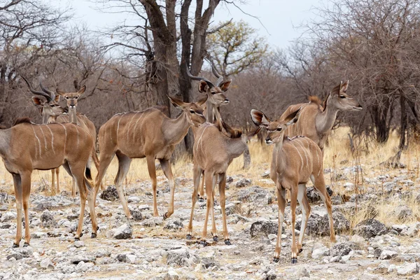 Troupeau du Kudu en savane africaine — Photo