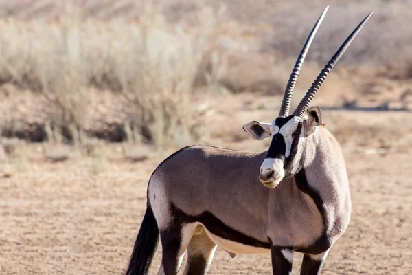 Portrét přímorožec Oryx gazella — Stock fotografie