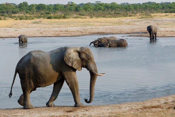 Herd of African elephants drinking at a muddy waterhole — Stock Photo, Image