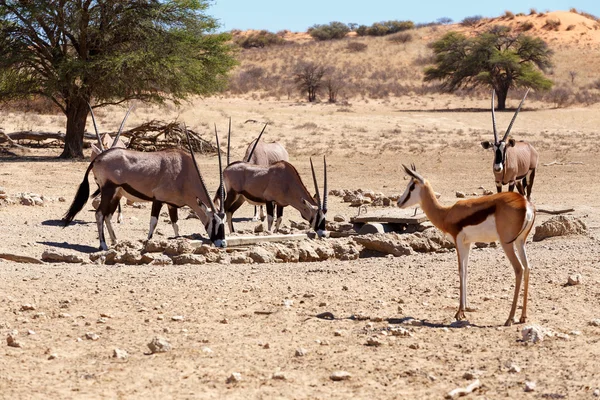 Rebanho de Gemsbok, Oryx gazella e springbok em waterhole, foco para oryx — Fotografia de Stock