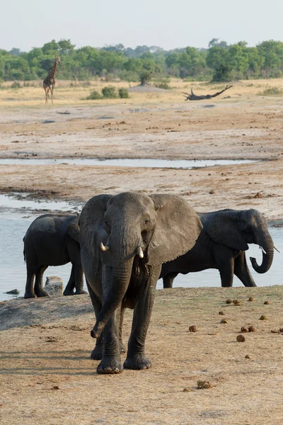 Manada de elefantes africanos a beber num buraco de água lamacento — Fotografia de Stock