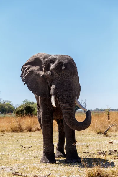 L'éléphant d'Afrique dans le parc de jeux Caprivi — Photo