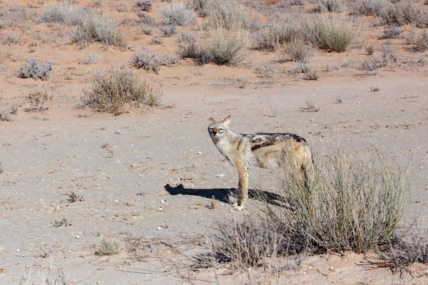 Black-backed jackal (Canis mesomelas) lying in Etosha park — Stock Photo, Image