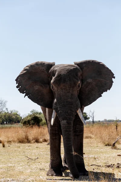 L'éléphant d'Afrique dans le parc de jeux Caprivi — Photo