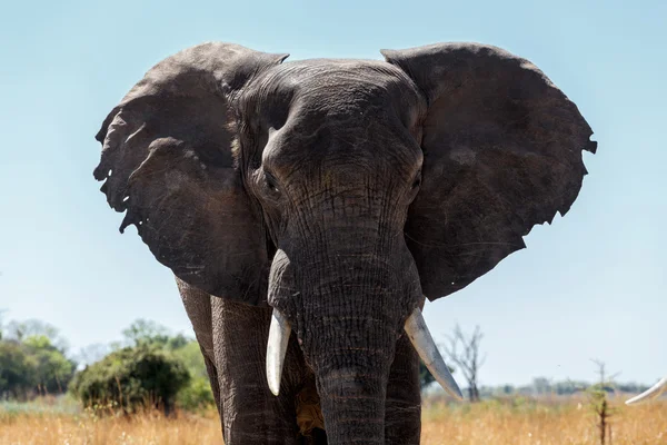 L'éléphant d'Afrique dans le parc de jeux Caprivi — Photo