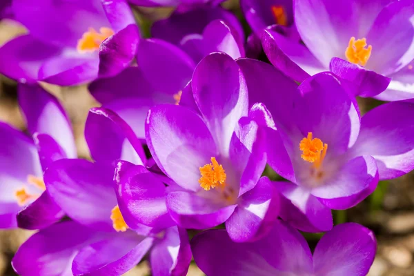 Macro of first spring flowers in garden crocus — Stock Photo, Image