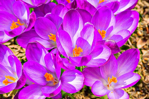Makro ilk bahar Çiçek Bahçe bitkisi soyut resim efekti — Stok fotoğraf