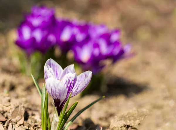 Macro of first spring flowers in garden crocus — Stock Photo, Image