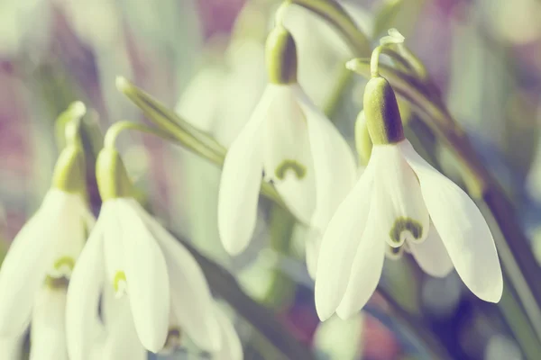 Snowdrop bloom in springtime in abstract colors — Stock Photo, Image