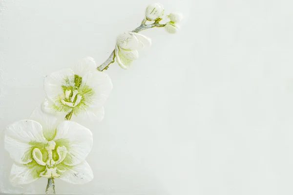 Abstract spring background with flowers — Stock Photo, Image