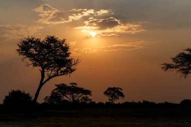Ağaç önünde Afrika günbatımı