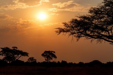 Ağaç önünde Afrika günbatımı