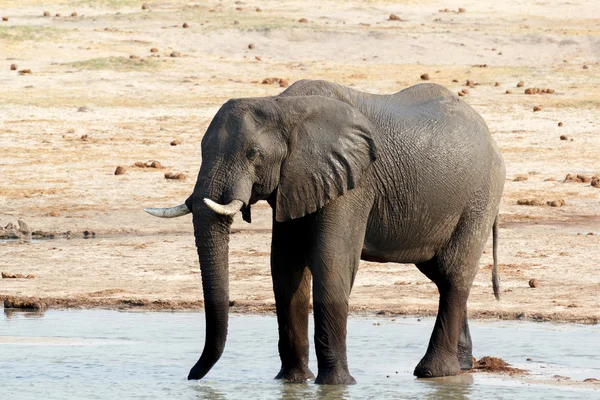Éléphants d'Afrique buvant dans un trou d'eau boueux — Photo