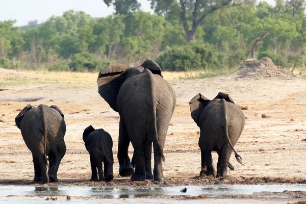 Herd of African elephants drinking at a muddy waterhole — Stock Photo, Image