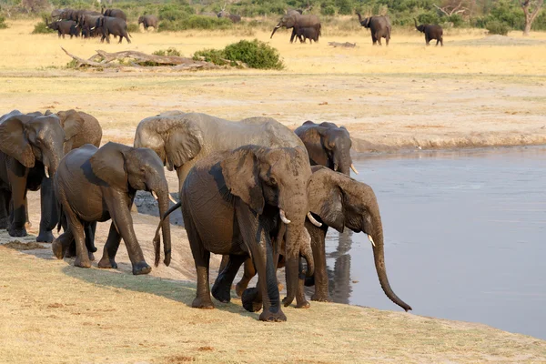 Herd of African elephants drinking at a muddy waterhole — Stock Photo, Image