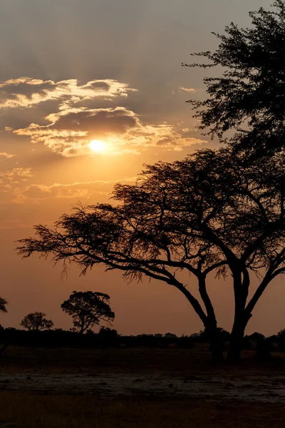 Coucher de soleil africain avec arbre devant — Photo