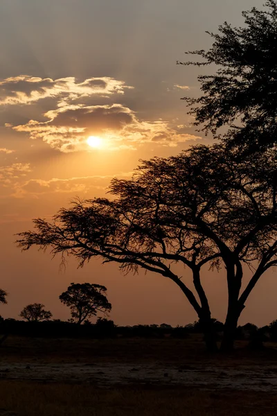 Ağaç önünde Afrika günbatımı