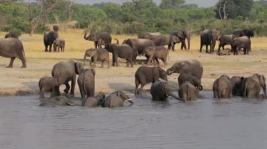 Milli Park Hwankee, Botswana ziyarette200 Afrika fil sürüsü