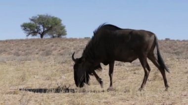 Vahşi Wildebeest Gnu otlak, Kgalagadi Sınırötesi Park, Botsvana, gerçek yaban hayatı otlatma