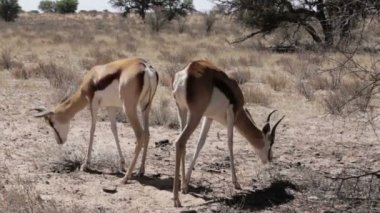 Kgalagadi Milli Parkı, Namibya otlatma springbok antilop portresi