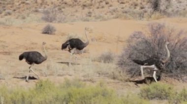 Devekuşu, Struthio camelus, Etkin Park, Oshana Namibya, Güney Afrika'da çalışan