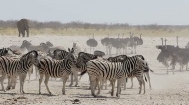 Kalabalık su birikintisinin zebralar ve osrtich. Etkin Milli Parkı, Ombika,: Kunene, Namibia. Gerçek yaban hayatı
