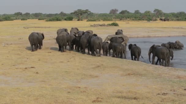 Stádo slonů afrických u napajedla v národním parku Hwankee, Botswana — Stock video