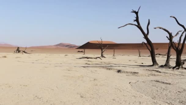 Hermoso paisaje del amanecer de Dead Vlei escondido en el desierto de Namib con cielo azul, este es el mejor lugar en Namibia — Vídeo de stock