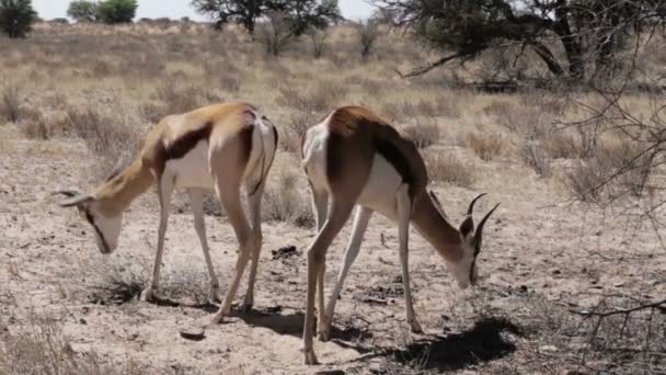 Portrait d'une antilope de Springbok broutant dans le parc national de Kgalagadi, Namibie — Video